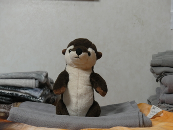 Unnamed 18 (Fox Impostor - Otter, Tag faded)